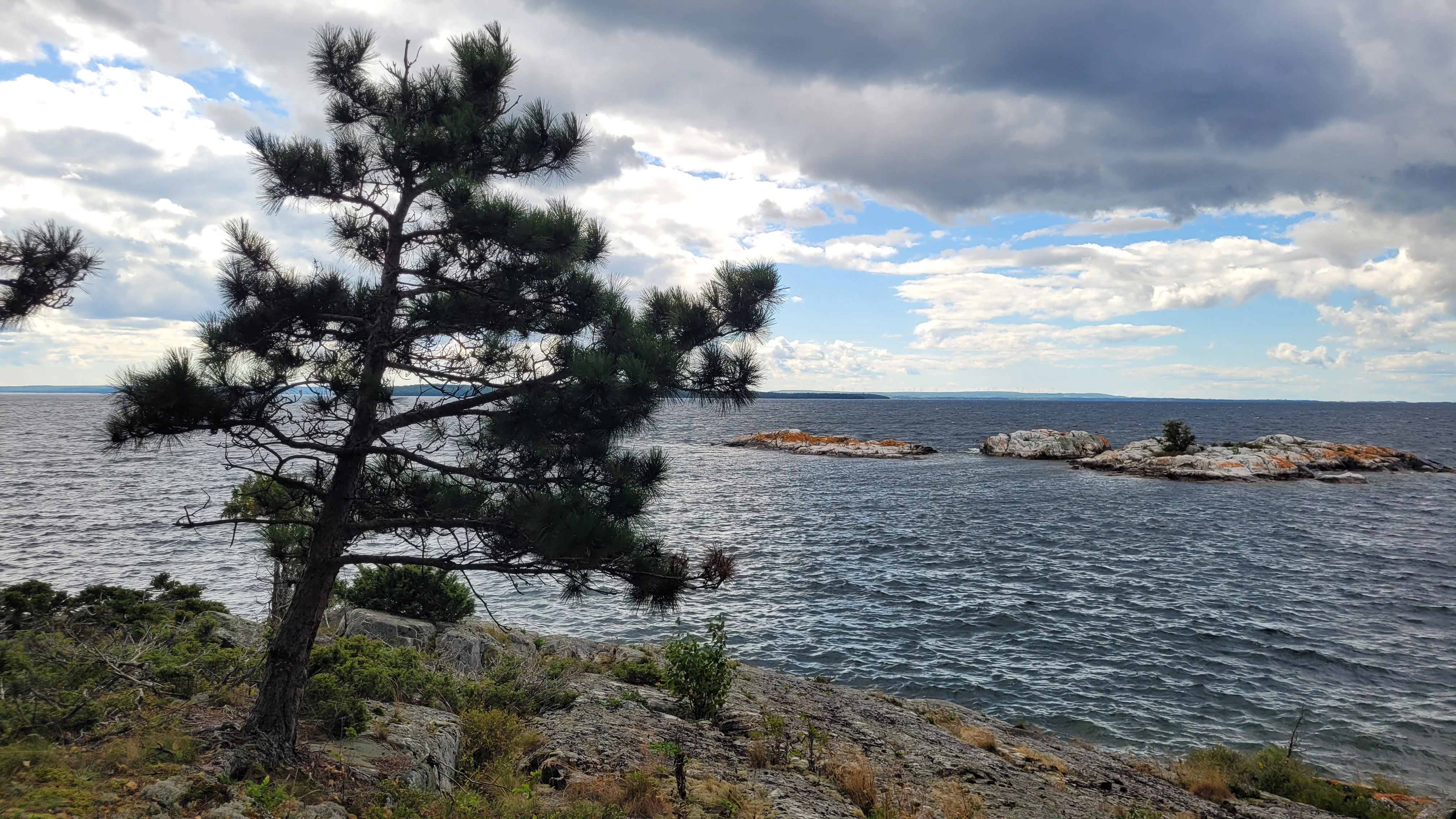 A Pine tree overlooking the open water of the North Channel in Lake Huron on Creak Island