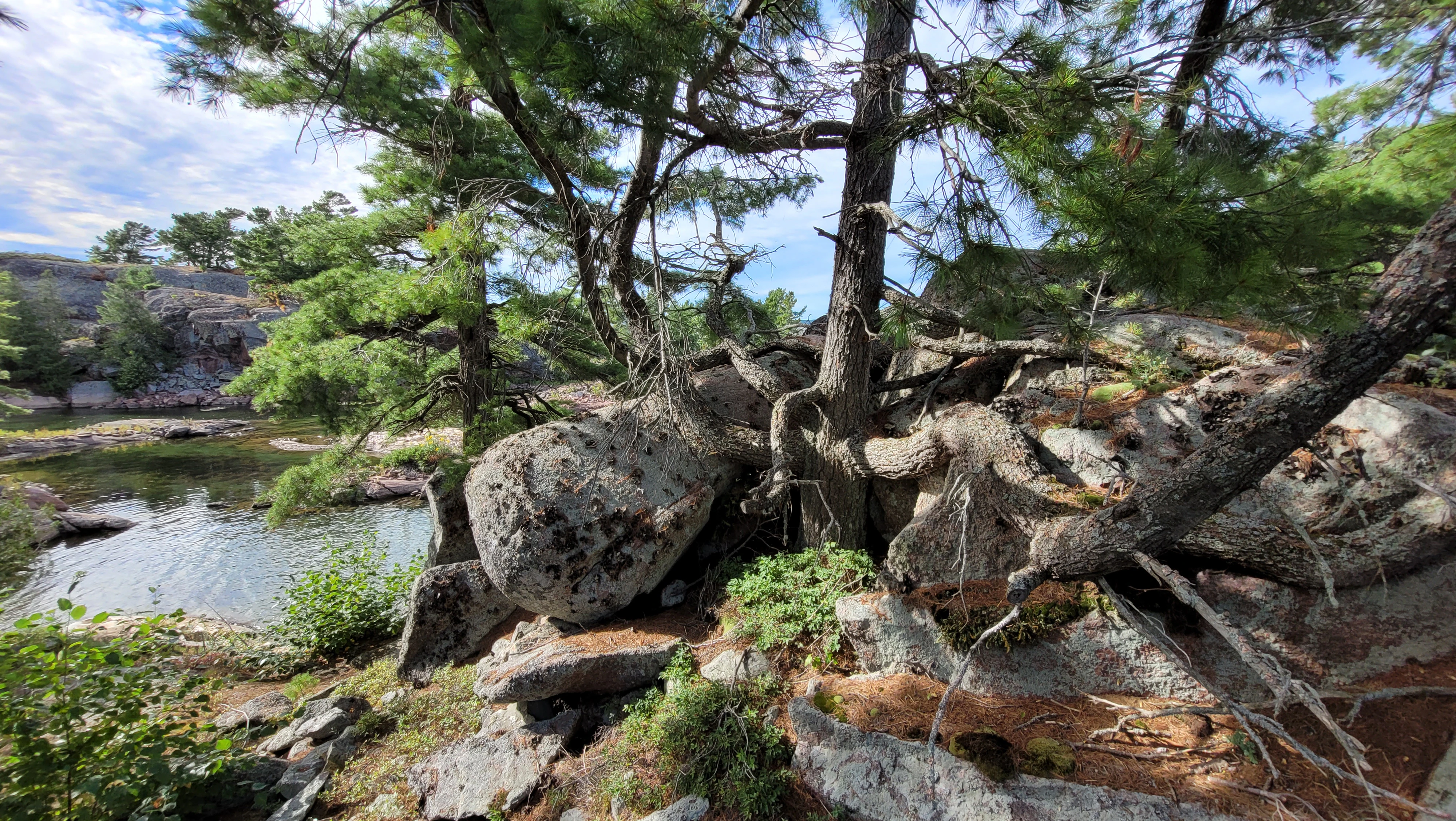 A incredible tree Benjamin Islands in Northern Ontrario, Canada