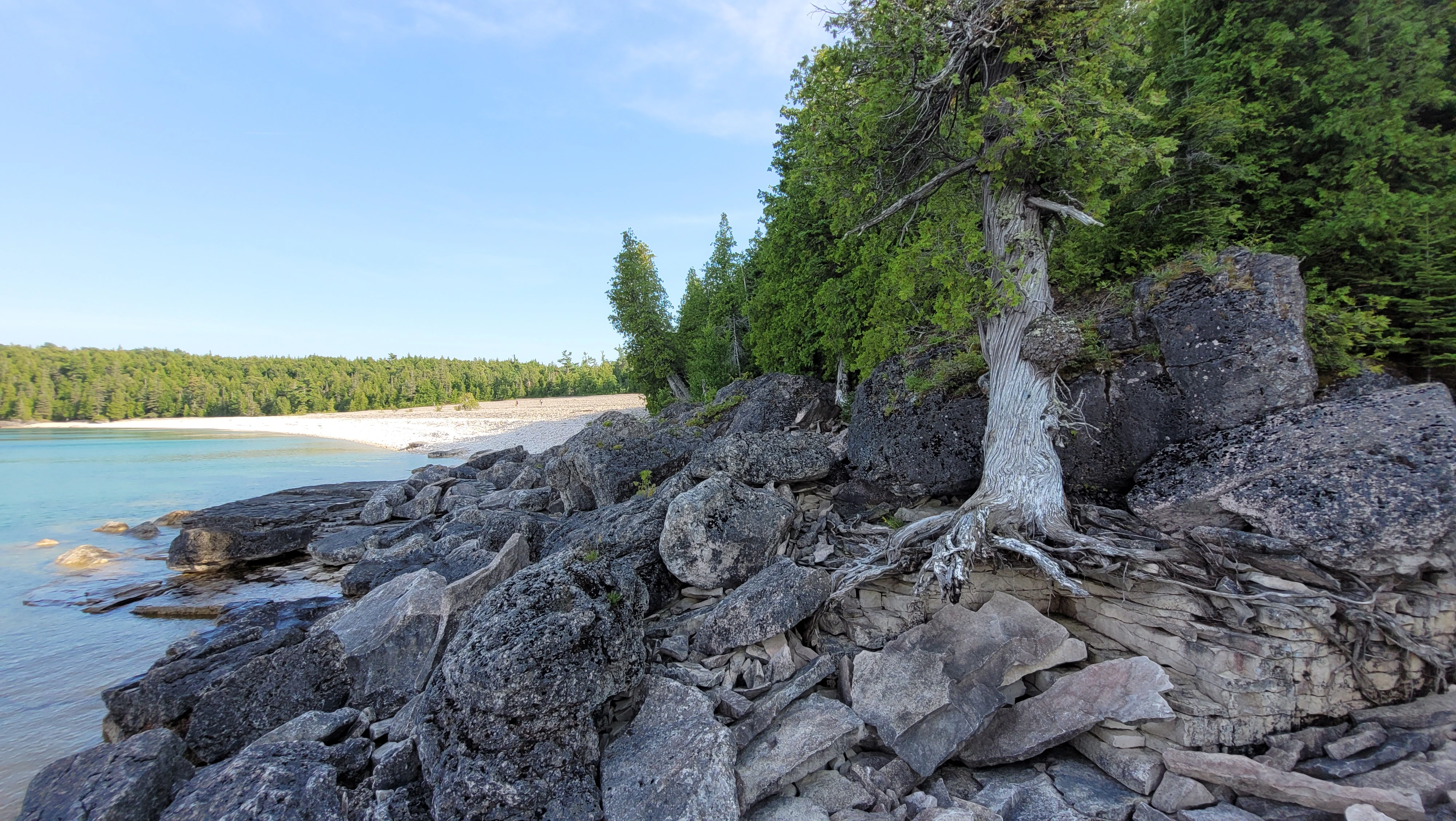 Cedar tree growing beside a rocky shoreline on Georgian Bay