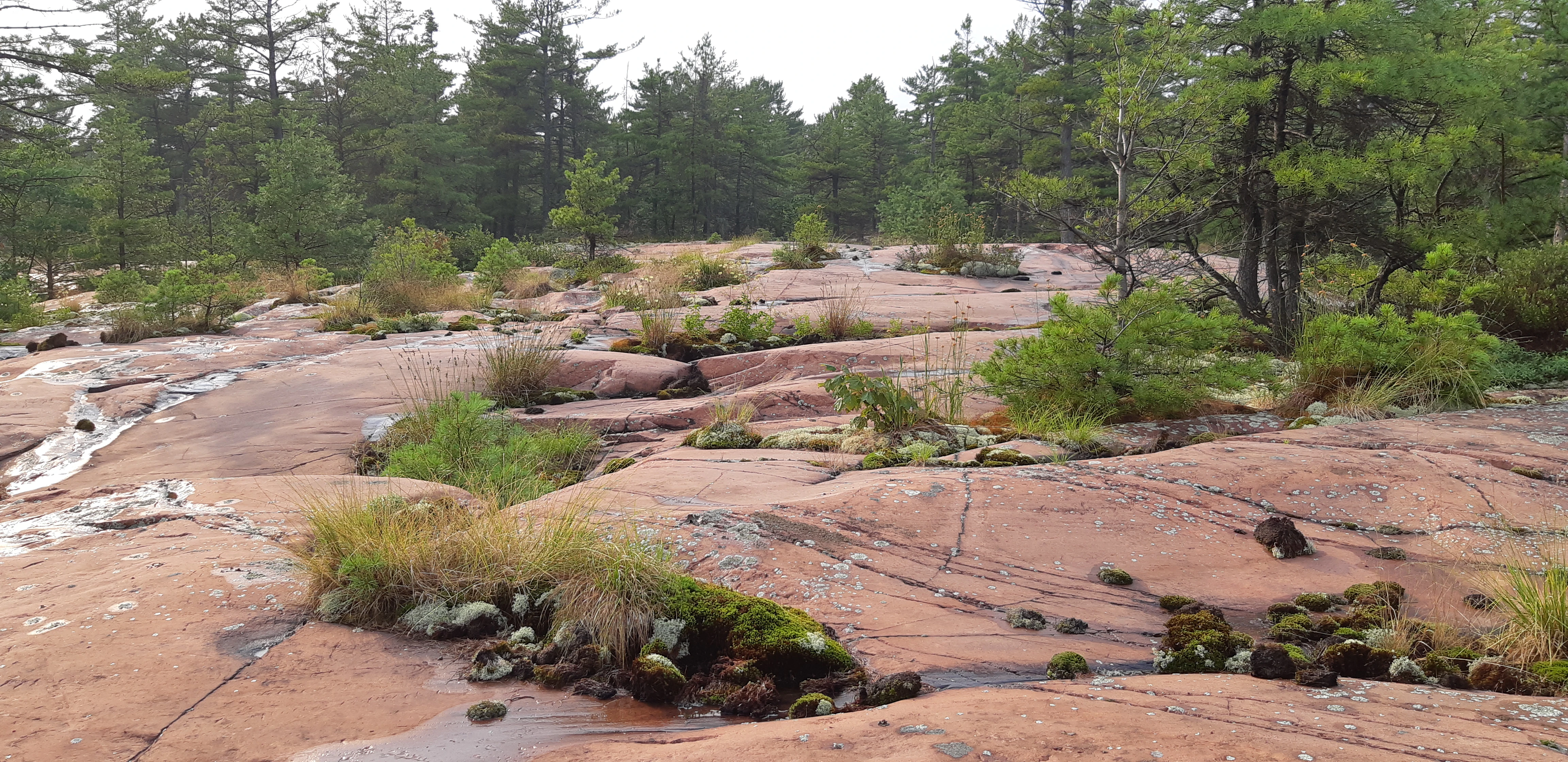 Canadian Shield Rock and Vegetaion after a storm in Thomas Bay in the Georgian Bay