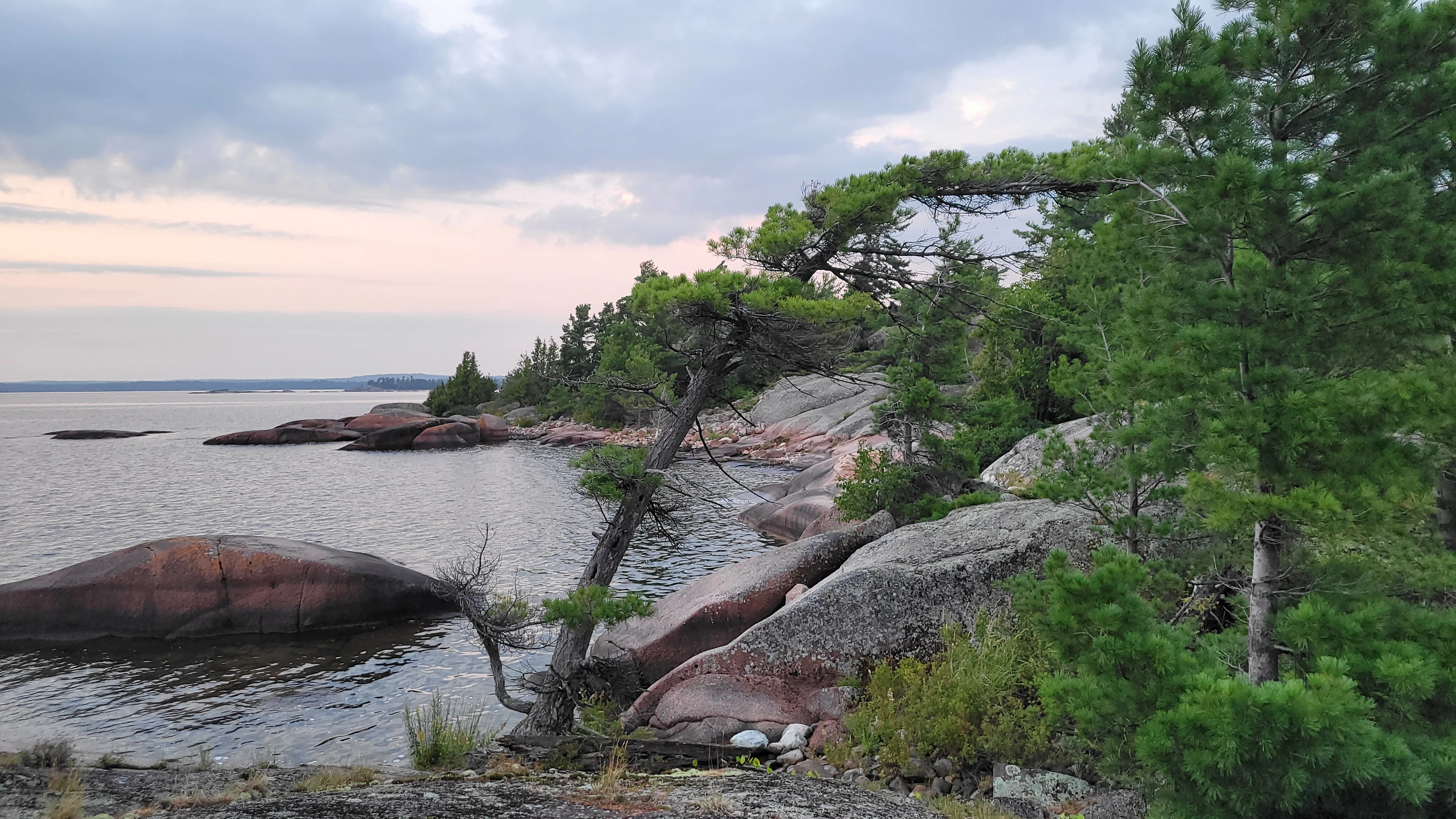 Windswept Pine on the Benjis