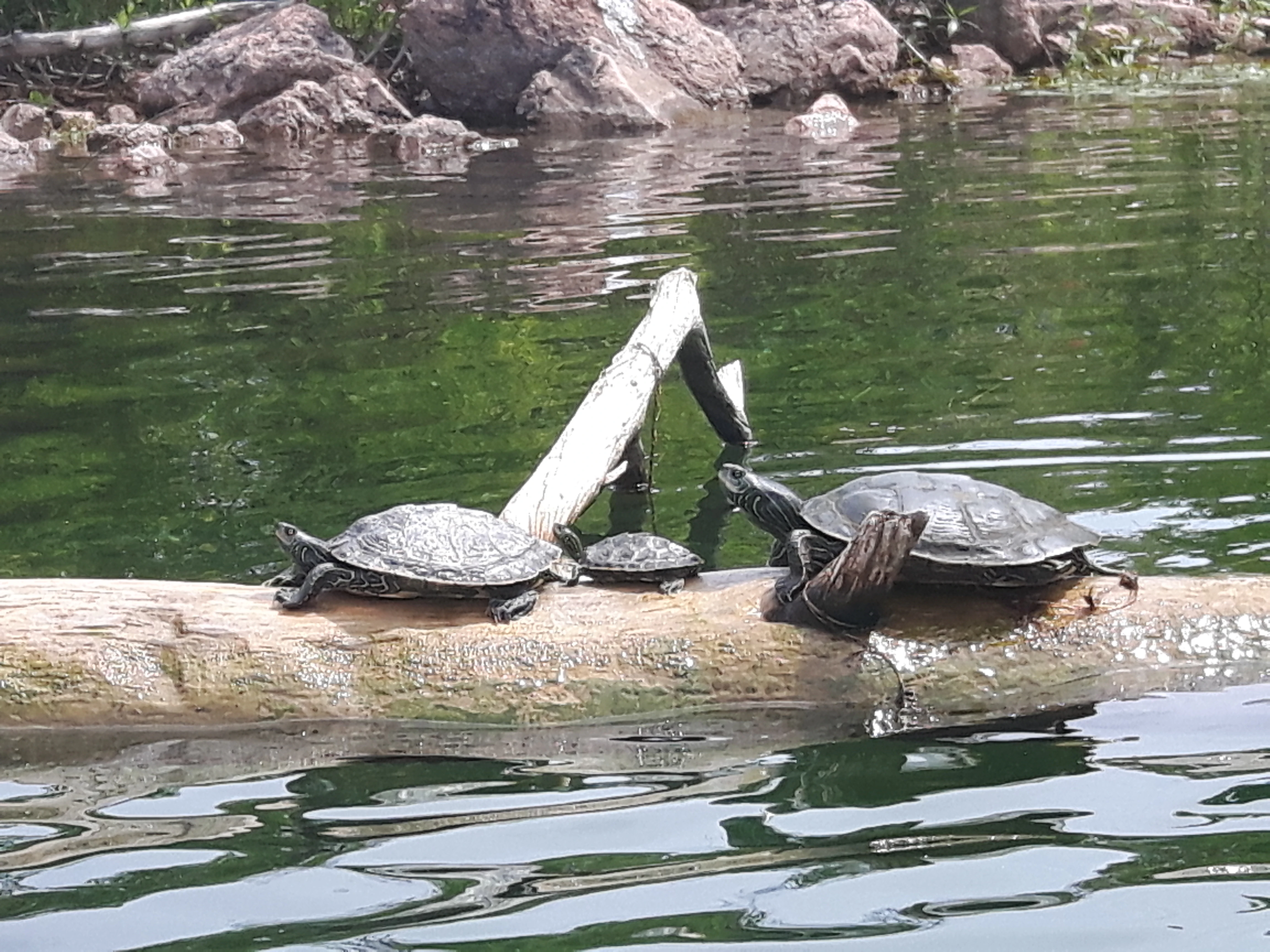 Kayak Trip to Beausoleil Island - Thousand Islands, Ontario Canada